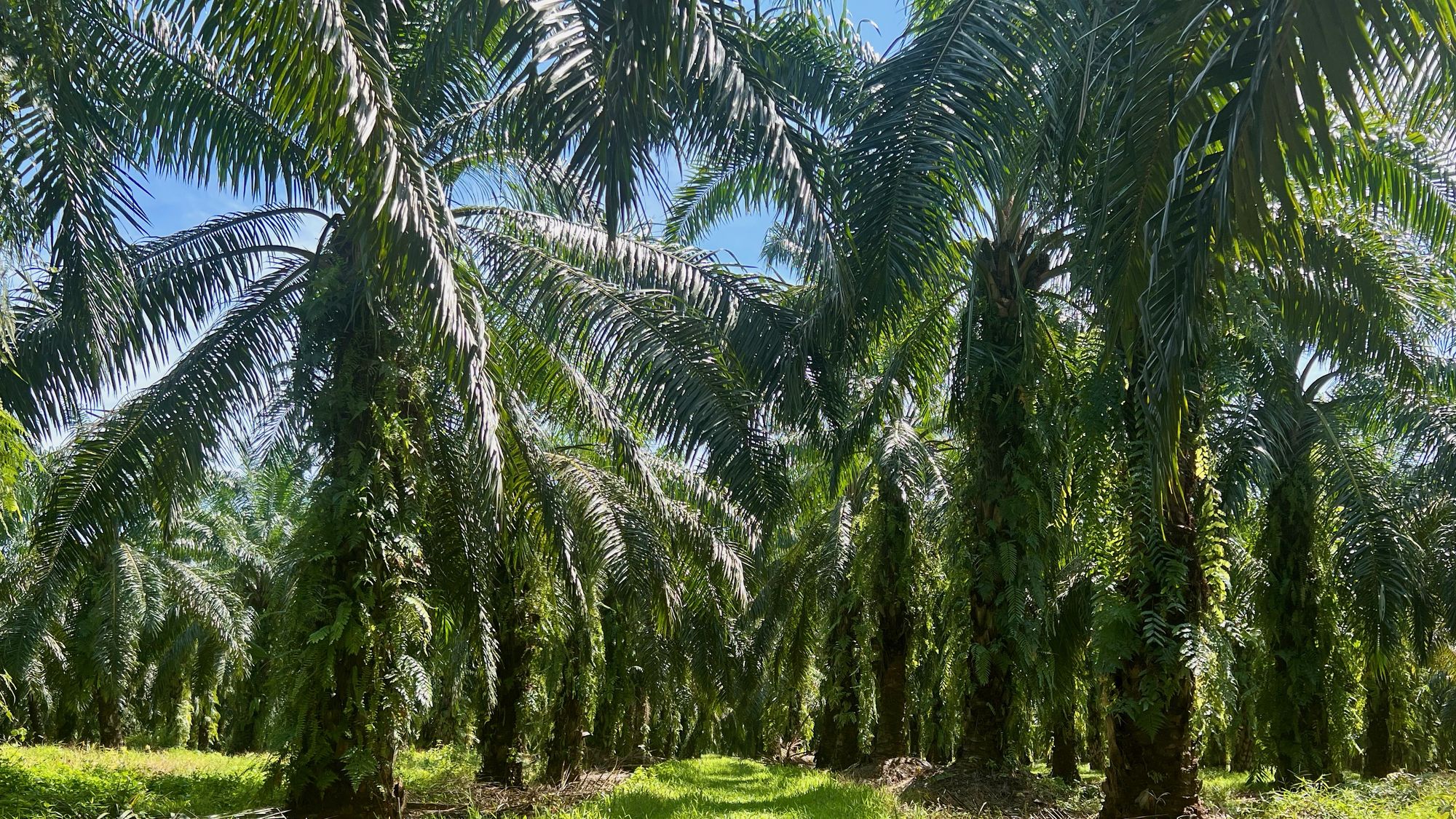 Rows of mature oil palms on a plantation block