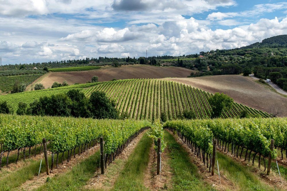 Rows of grapevines on a trellis